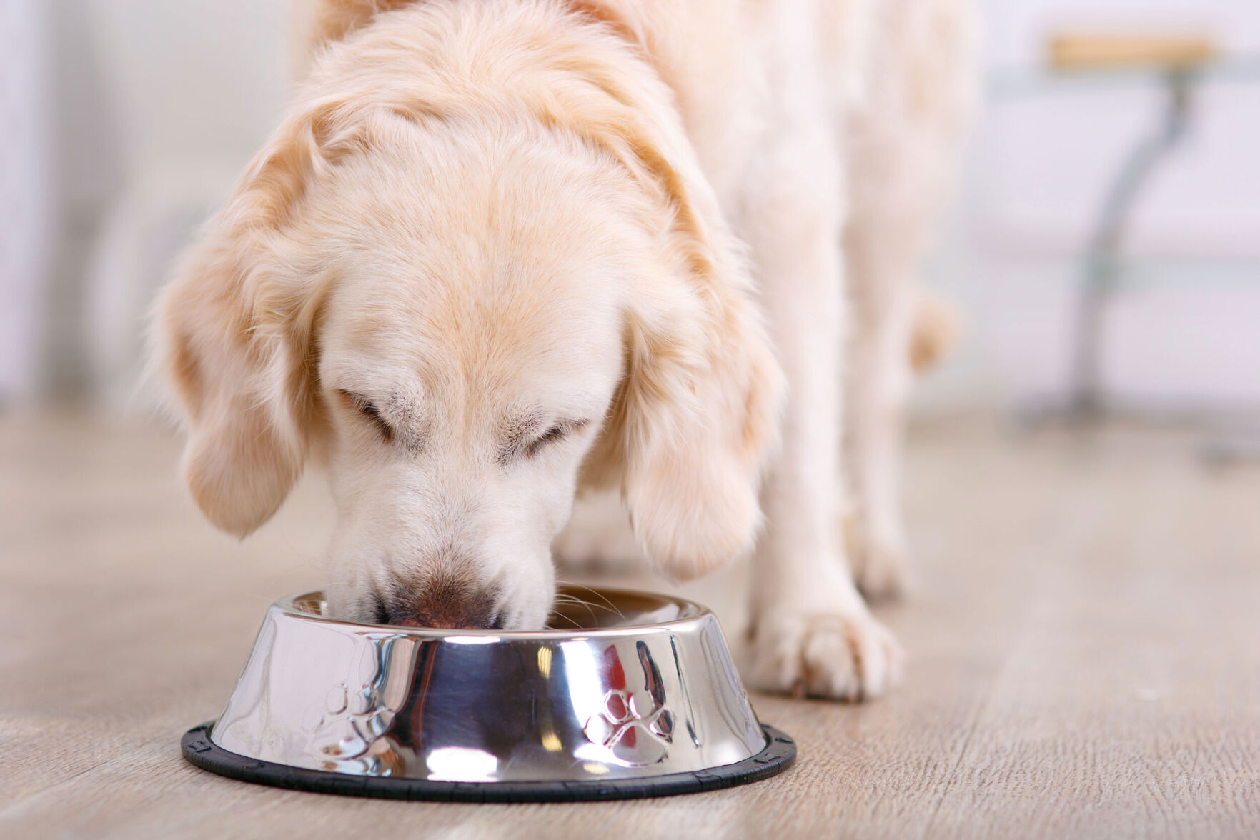 Our pets are part of the climate problem. These tips can help you minimize their carbon pawprints